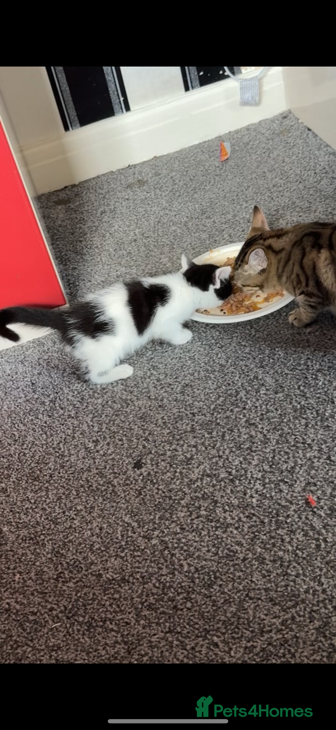 Domestic Shorthair cats for sale: 4 beautiful kittens, £100 each!! - Image 5