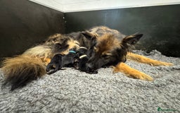 German Shepherd dogs for sale: GERMAN SHEPHERD LONG COATED PUPPIES - Image 20