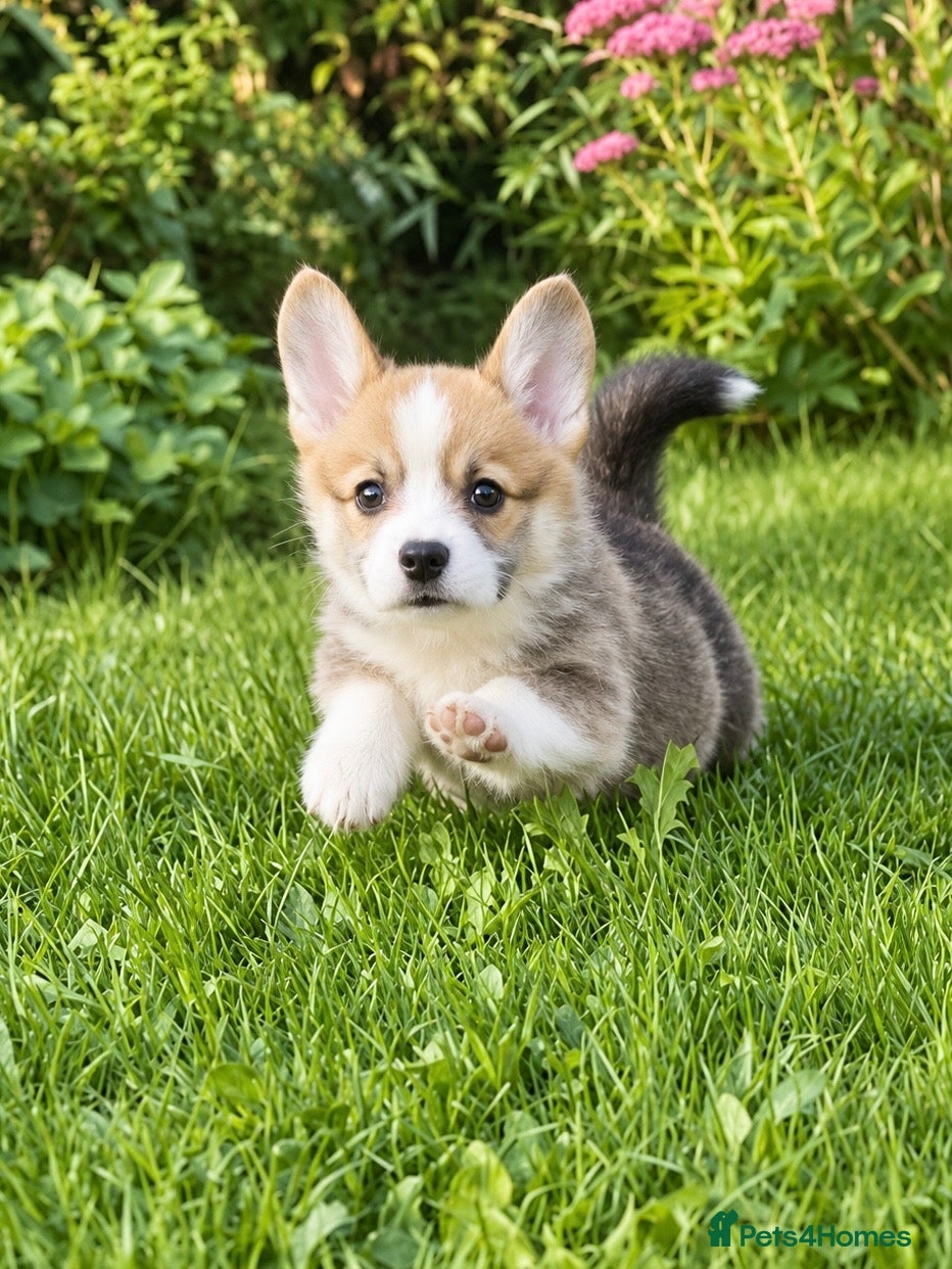 Welsh Corgi Pembroke dogs Quality KC Reg Pembroke Corgis - Advert 15