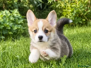 Welsh Corgi Pembroke dogs Quality KC Reg Pembroke Corgis - Advert 15