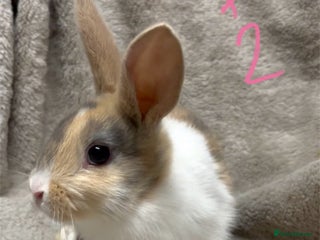 Mini Lop rabbits Friendly Dutch cross babies ready now - Advert 15