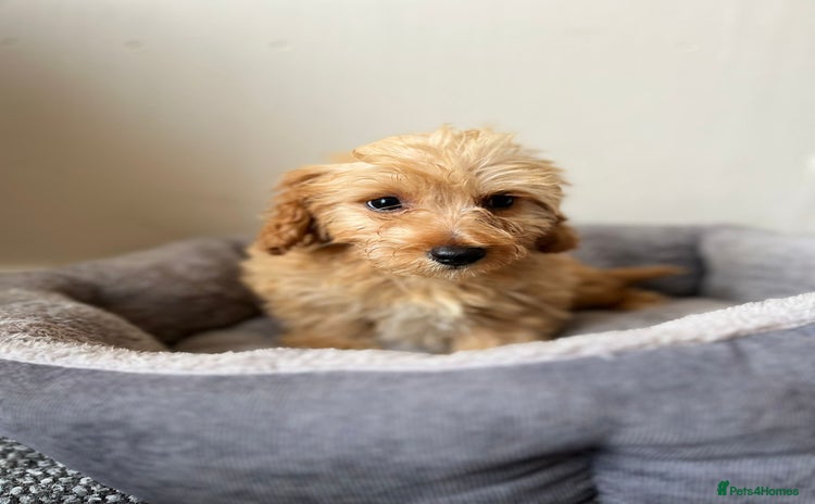 Cavachon dogs - Advert 1