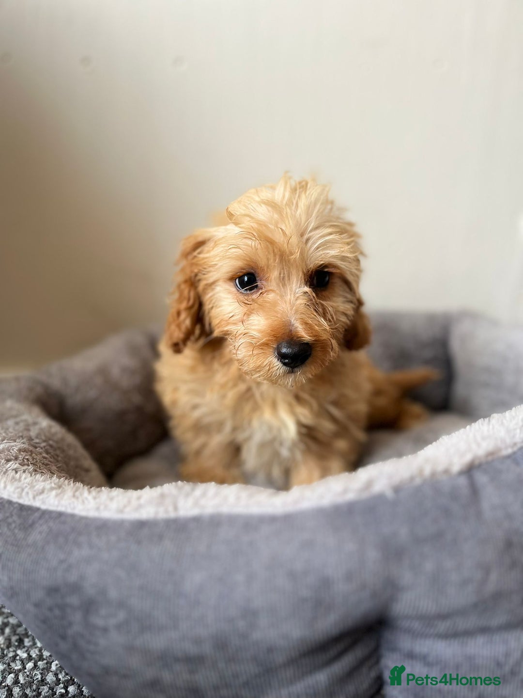 Cavachon dogs for sale: Cavapoochon 3 boys - Image 1