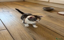 Mixed Breed cats for sale: Ragamese x Russian Blue - Image 10
