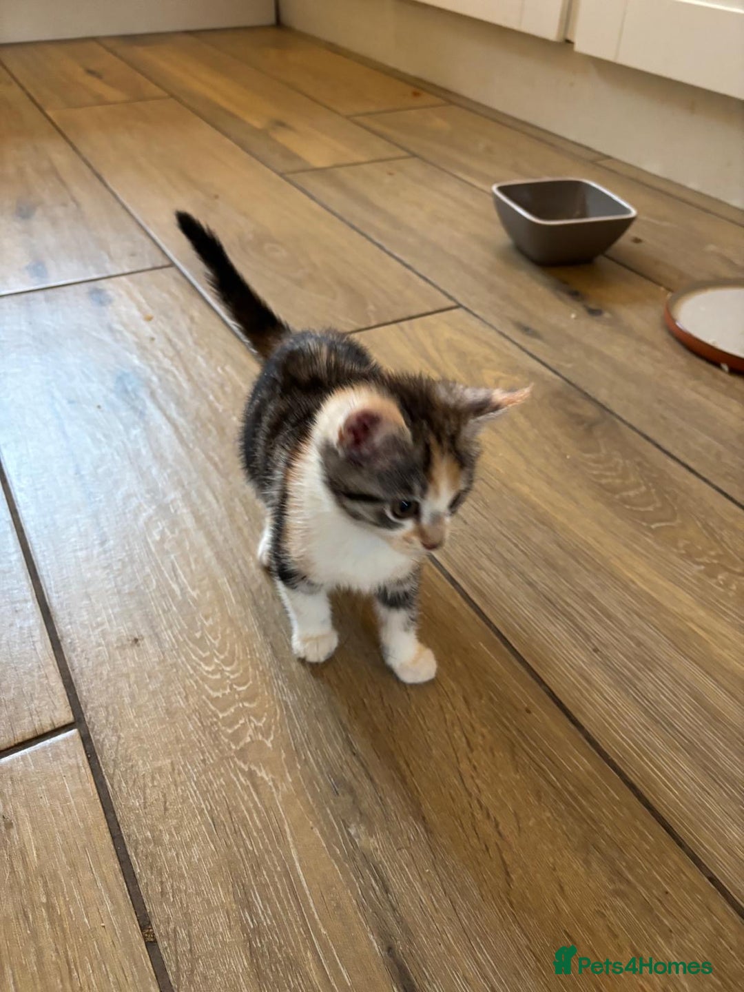 Mixed Breed cats for sale: Ragamese x Russian Blue - Image 10