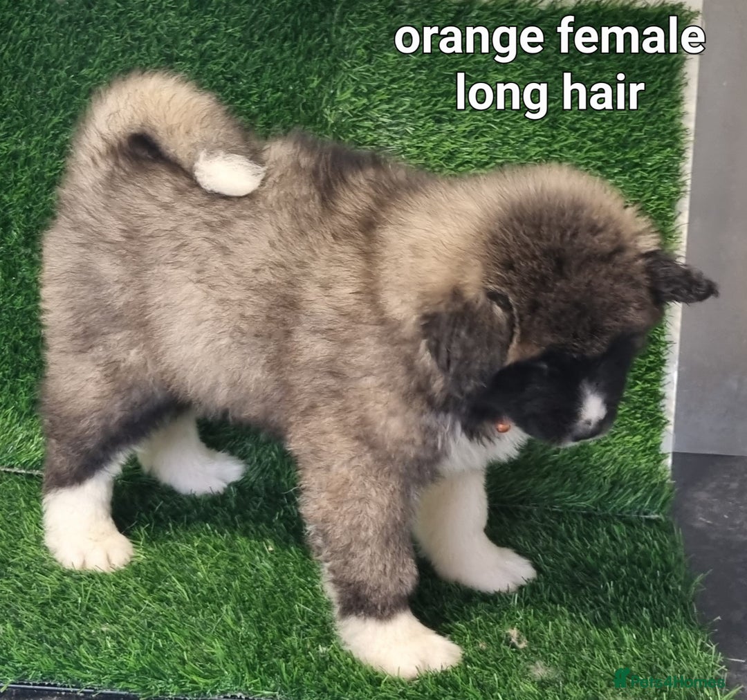 Akita dogs for sale: Akita pups - Advert 8