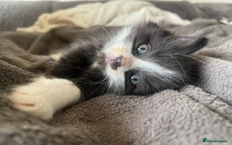 British Shorthair cats for sale: Kittens for sale  - Image 1