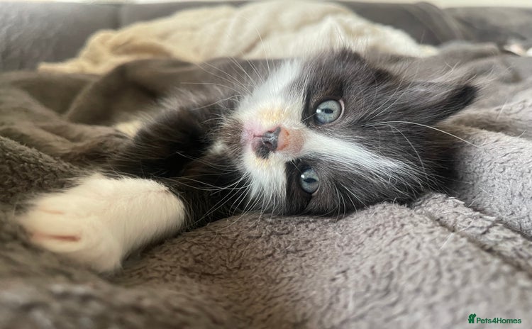 British Shorthair cats - Advert 2