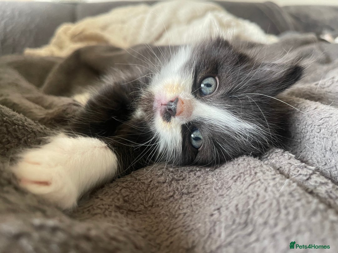 British Shorthair cats for sale: Kittens for sale  - Image 1