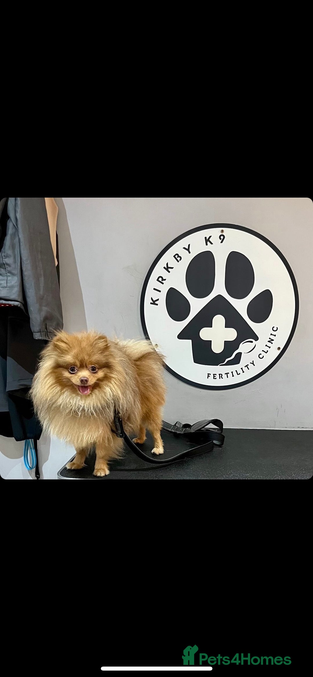 Pomeranian dogs for stud: Cobee (PROVEN)  ( STUD ONLY ) (PRODUCING MERLES)   in Liverpool - Advert 8