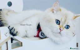 British Shorthair cats for stud: Zorro in Hereford - Image 1