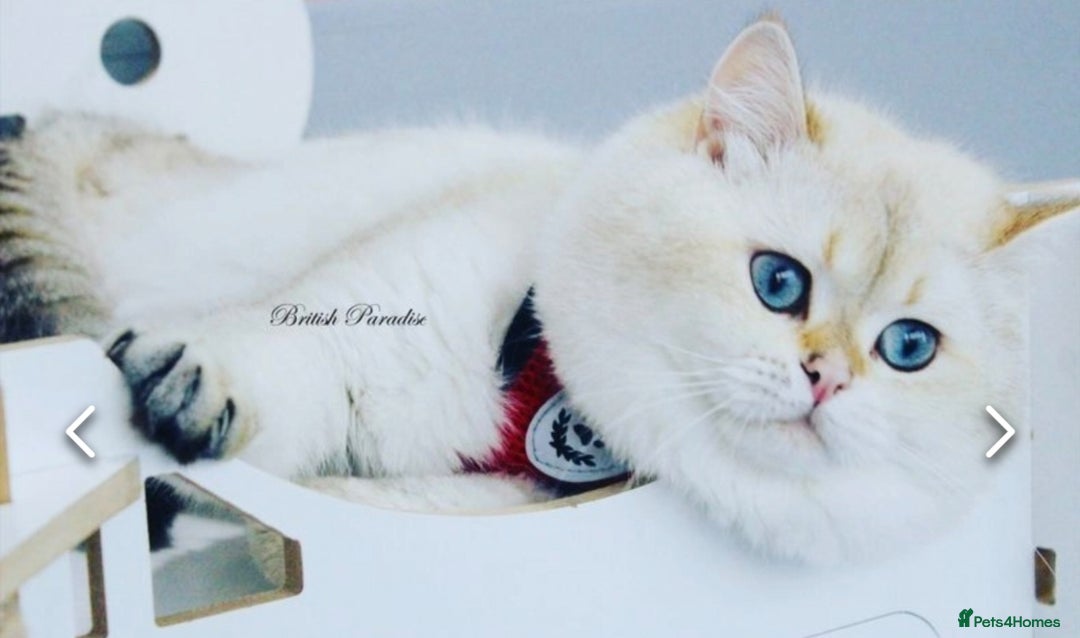 British Shorthair cats for stud: Zorro in Hereford - Image 1