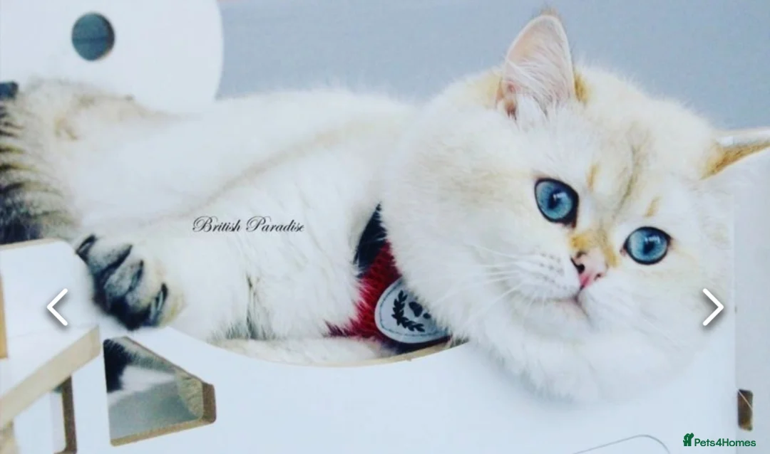 British Shorthair cats for stud: Zorro in Hereford - Advert 1