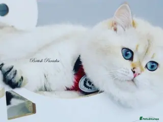 British Shorthair cats Zorro in Hereford - Advert 2