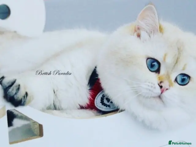 British Shorthair cats Russia imported BHS Stud pedigree, genes longhair - Advert 14