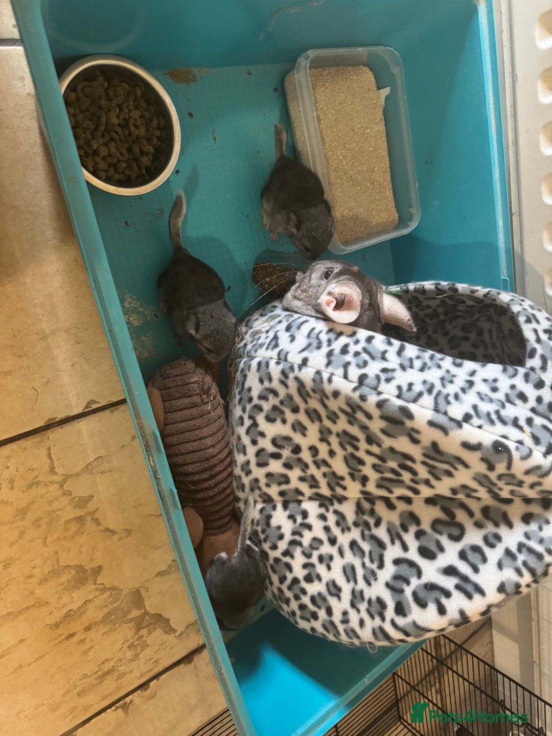Chinchilla rabbits for sale: Chinchillas  - Image 8