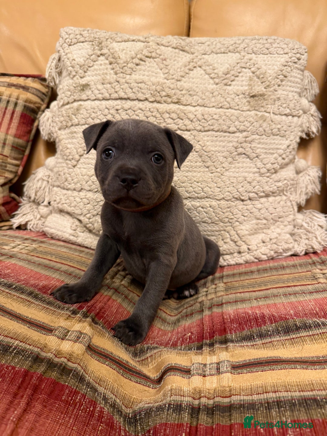 Staffordshire Bull Terrier dogs for sale: KC Registered/Health Tested Blue SBT Puppies - Advert 15