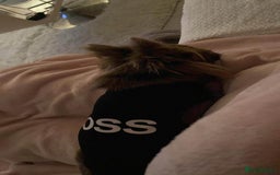 Chihuahua dogs for sale: Long haired lilac chihuahua girl - Image 17