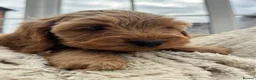 Cockapoo dogs for sale: DNA Tested F1 Miniature Cockapoo Puppies  - Advert 2