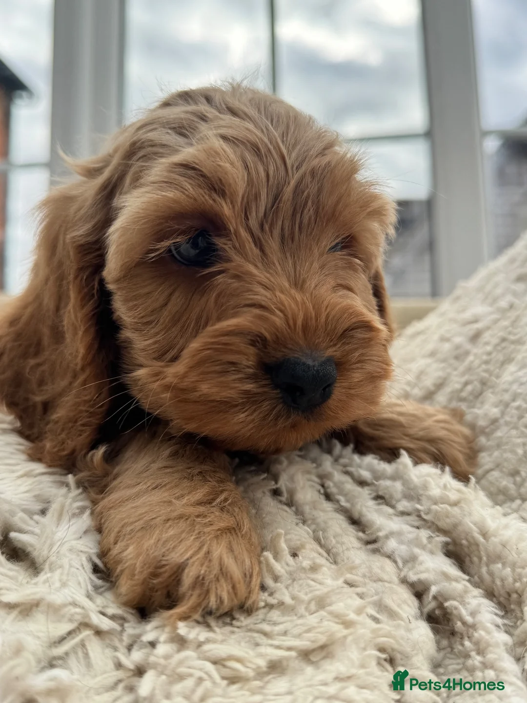 Cockapoo dogs for sale: DNA Tested F1 Miniature Cockapoo Puppies  - Advert 2