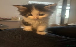 Mixed Breed cats for sale: 2 beautiful kittens ready to go! - Image 6