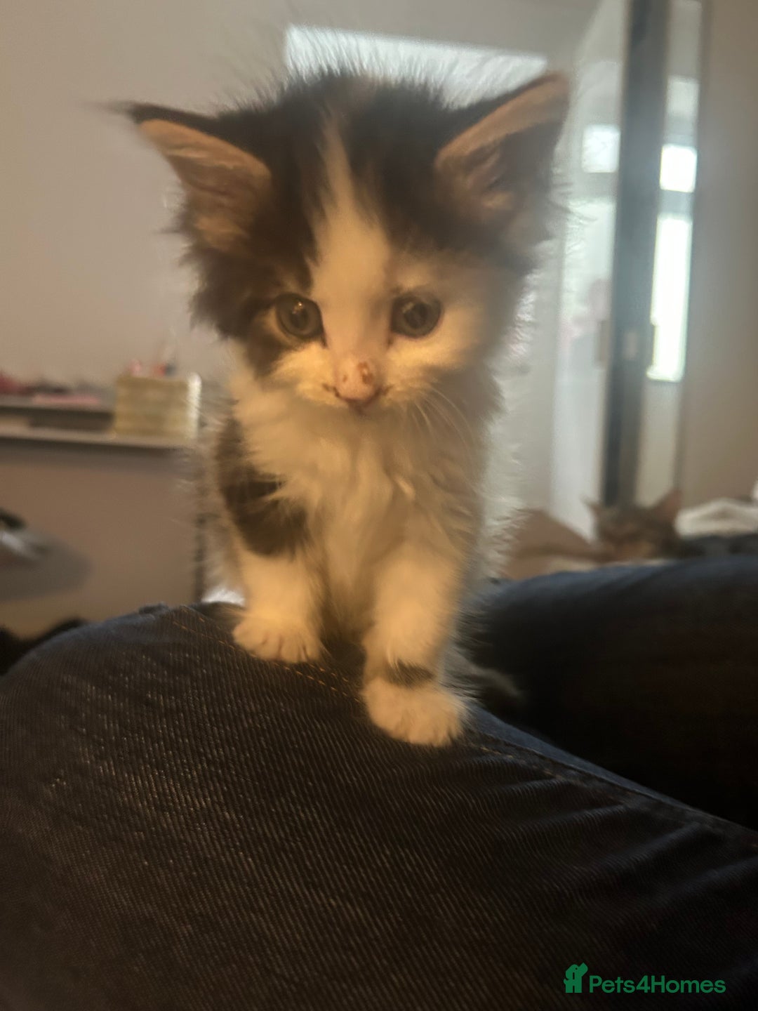 Mixed Breed cats for sale: 2 beautiful kittens ready to go! - Image 6