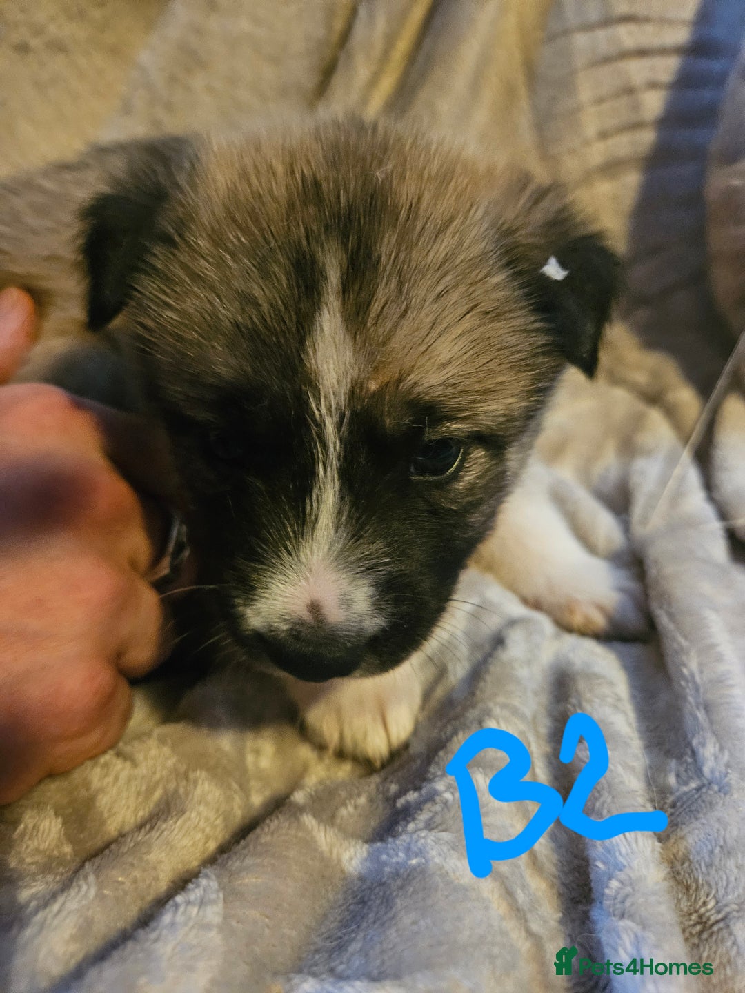 Huskita dogs for sale: Husky x akita puppys - Image 33