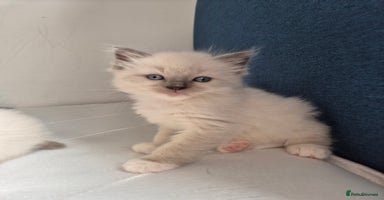 Ragdoll cats - Advert 3