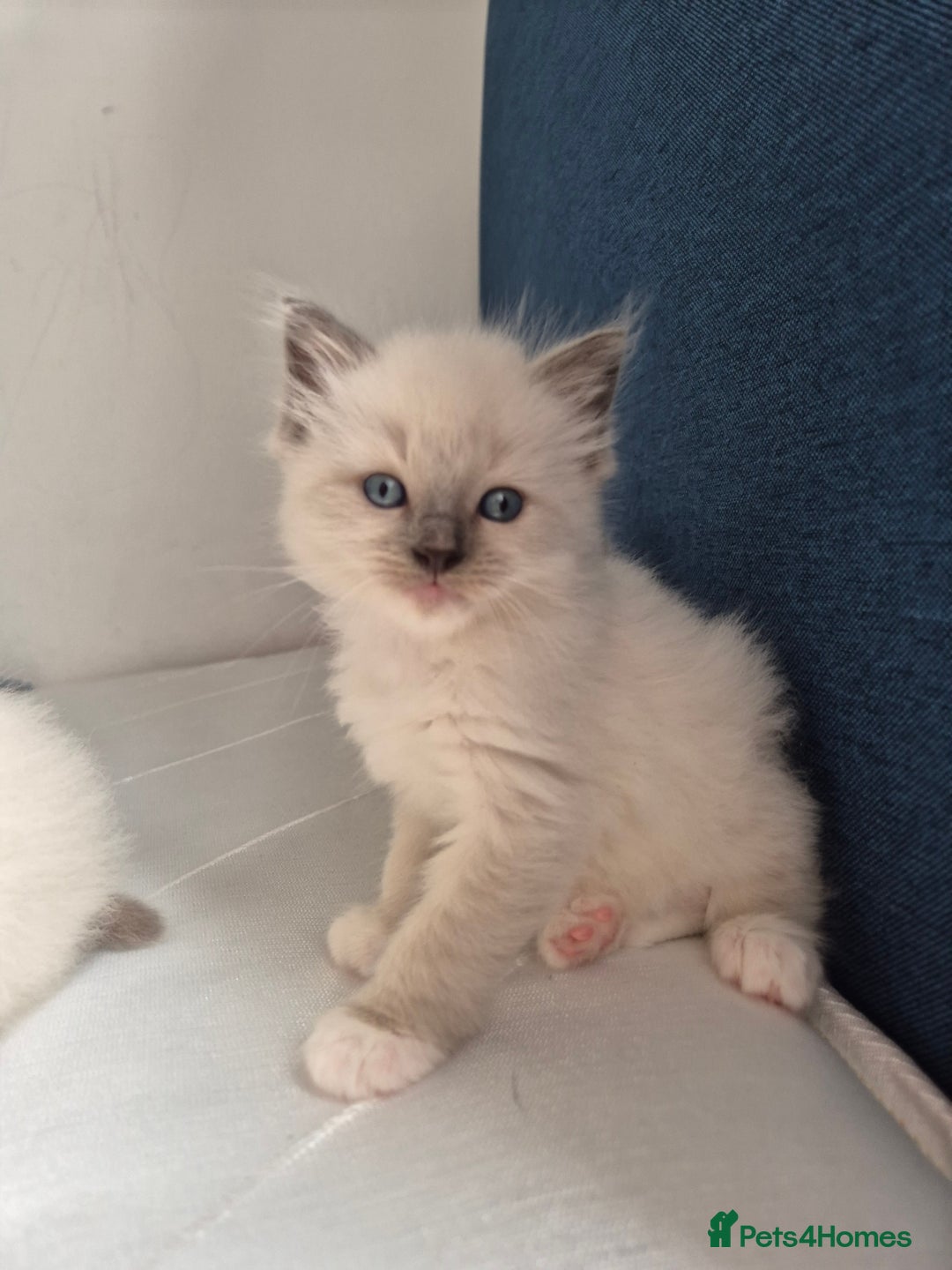Ragdoll cats for sale: beautiful ragdoll kittens  - Image 2