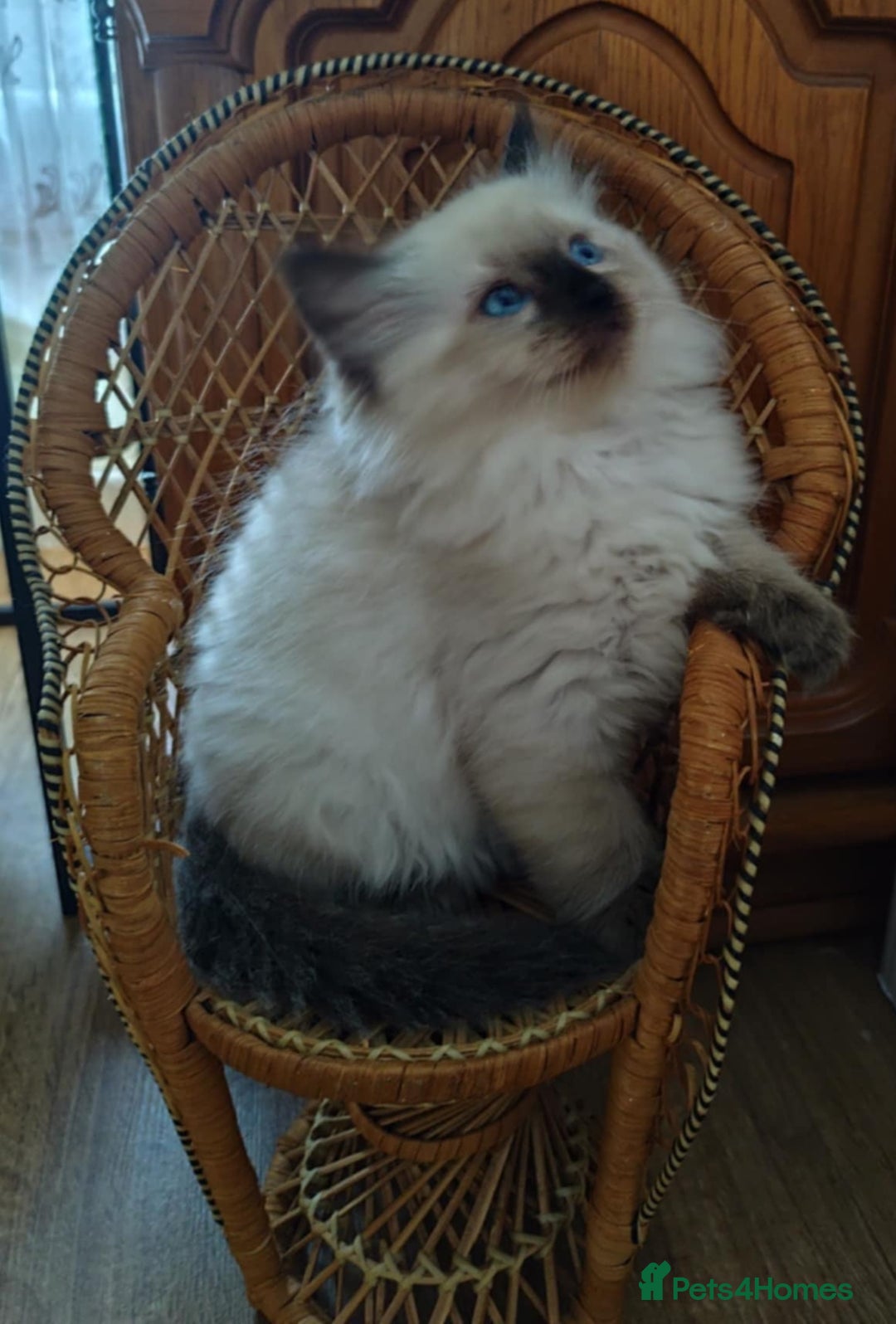 Ragdoll cats for sale: Ragdoll - Image 7