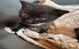 Mixed Breed cats for sale: Kittens for sale - Image 2