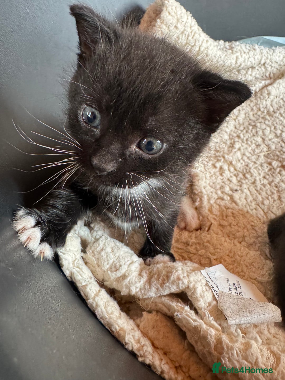 Mixed Breed cats for sale: Kittens for sale - Image 2