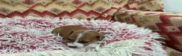 Italian Greyhound dogs for sale: Gorgeous Italian greyhound puppies  - Advert 29