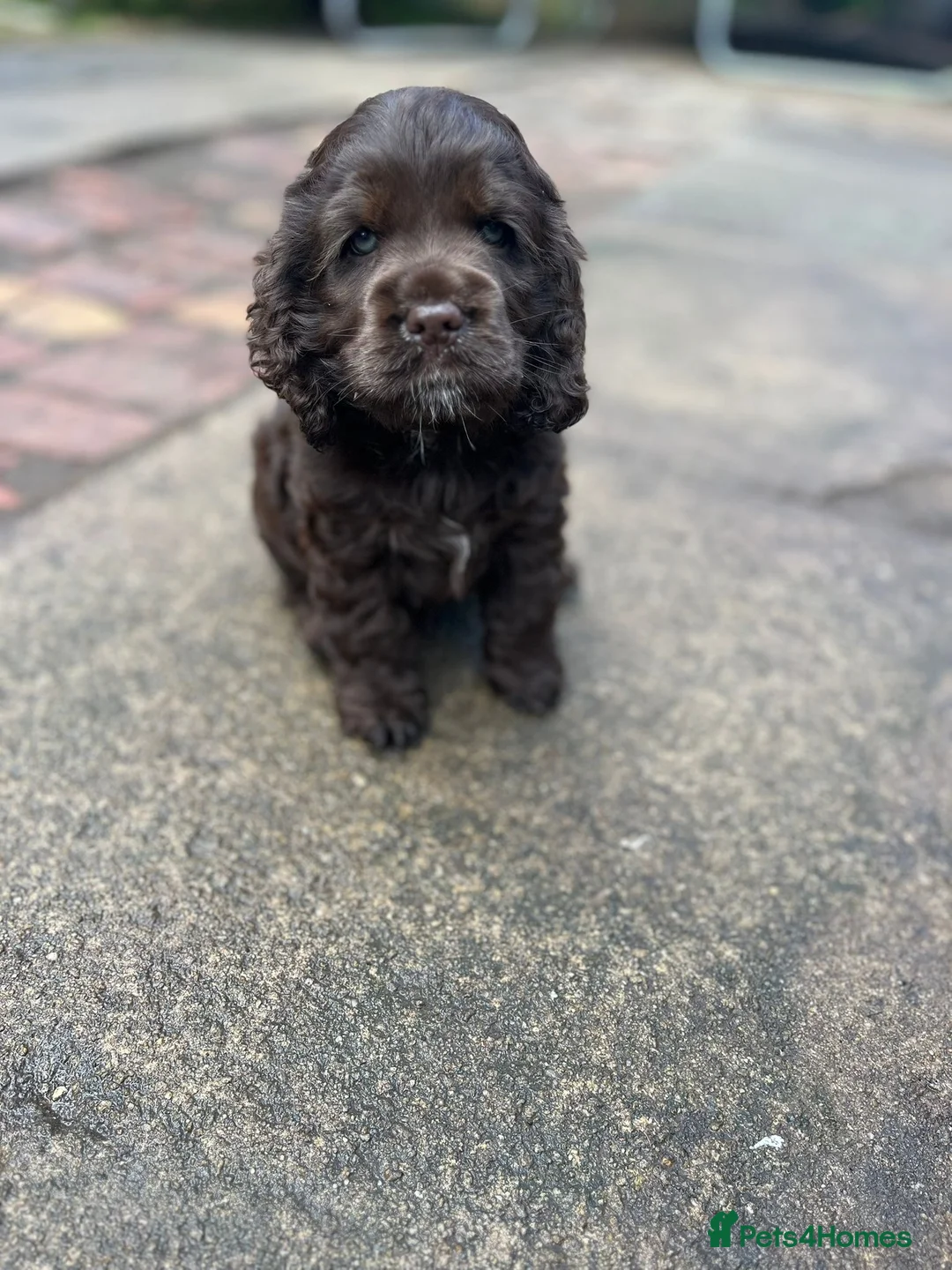 American Cocker Spaniel dogs for stud: KC PROVEN American Cocker Spaniel Stud (0.1% COI) in Stafford - Advert 8