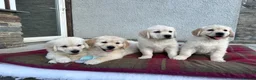 Golden Retriever dogs for sale: Extensively health tested KC reg Holden retrievers - Advert 1