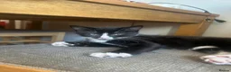 Mixed Breed cats for sale: 10 week old female kittens in Stevenage - Advert 3