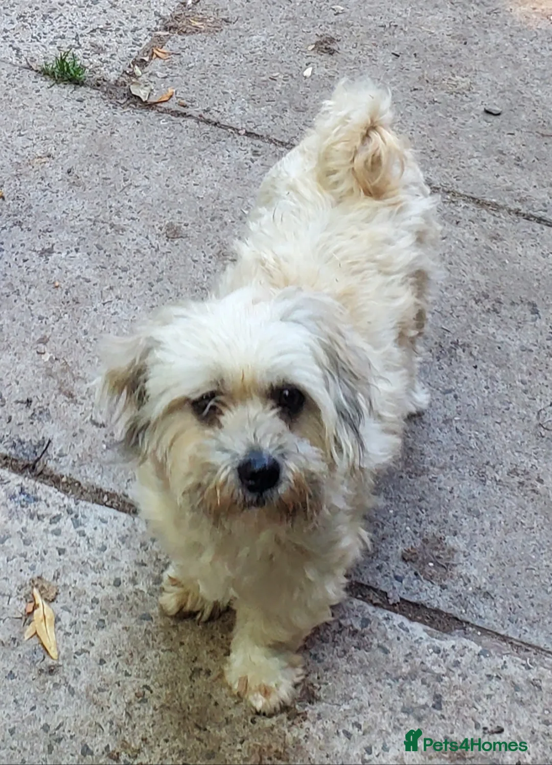 Mixed Breed dogs for sale: Shih tzu cross Pug puppies - Advert 9