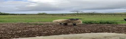 Sheep livestock for sale: Pet Suffolk Wether - Advert 2