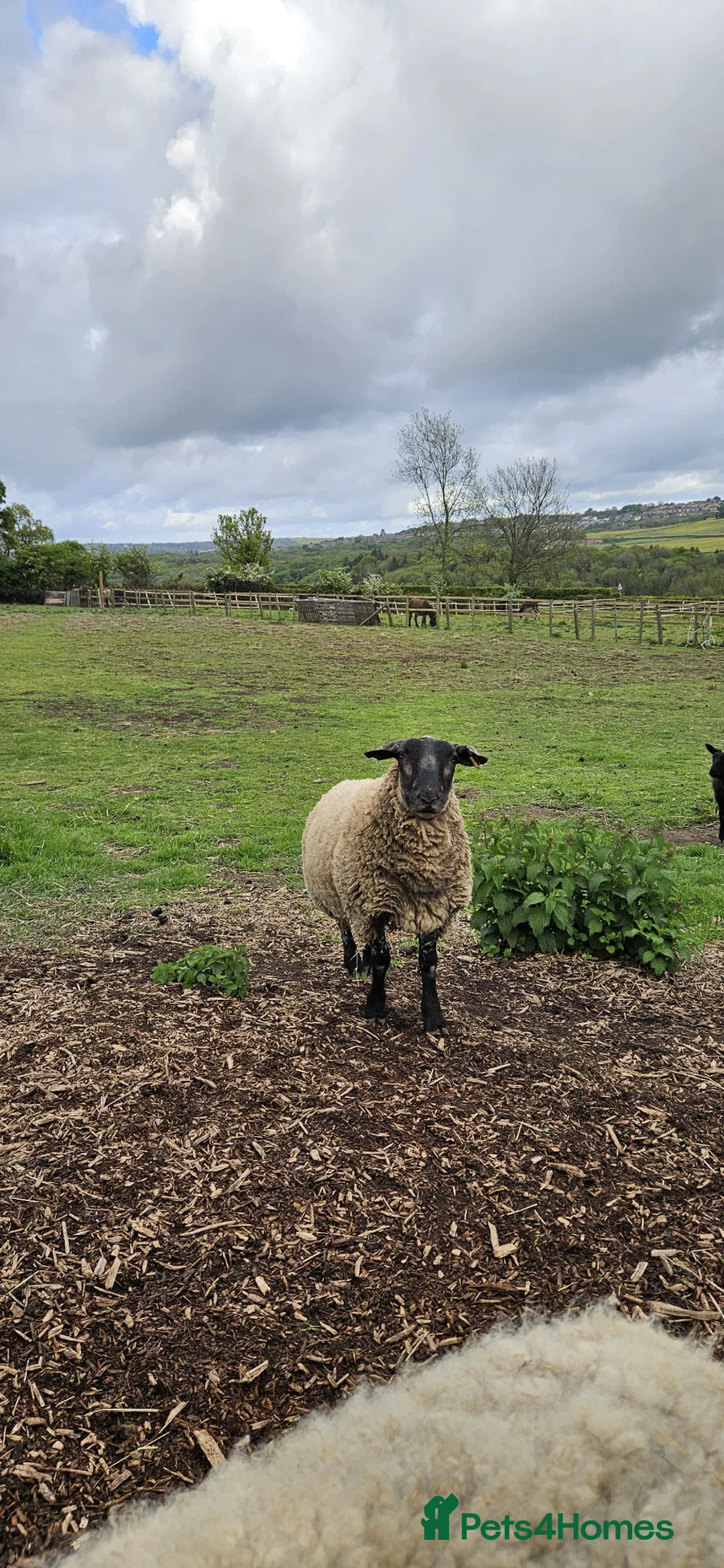 Sheep livestock for sale: Pet Suffolk Wether - Advert 2