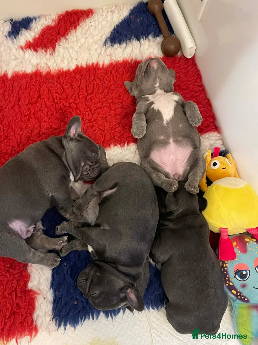 French Bulldog dogs for sale: French bulldog - Advert 7