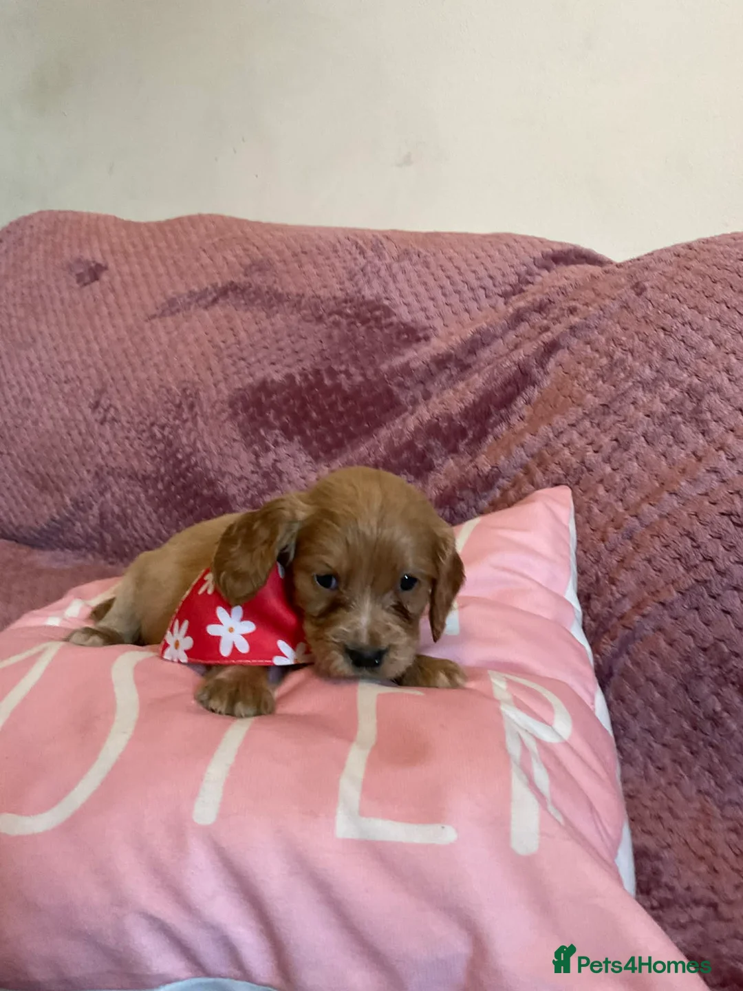 Cockapoo dogs for sale: 8 COCKAPOO PUPPIES 6 GIRLS 2 BOYS READY NOW - Advert 7