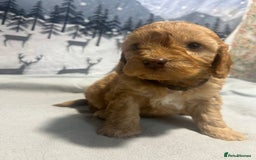 Cockapoo dogs for sale: Cockapoo puppies Rainbow litter  - Advert 2