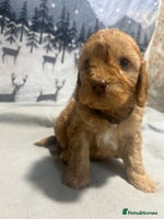 Cockapoo dogs - Advert 1