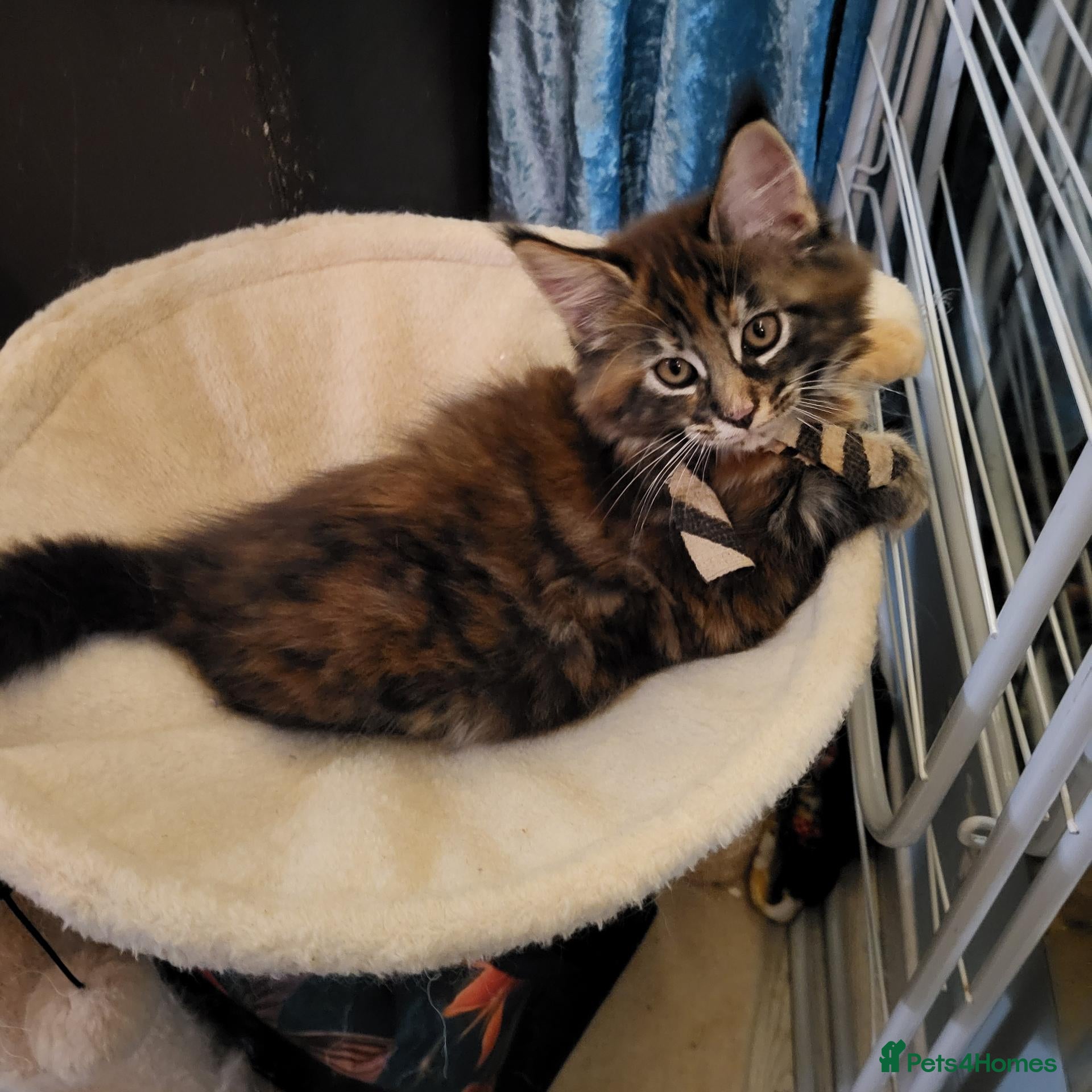 Maine Coon cats Pedigree Maine Coon kittens ready now - Advert 2
