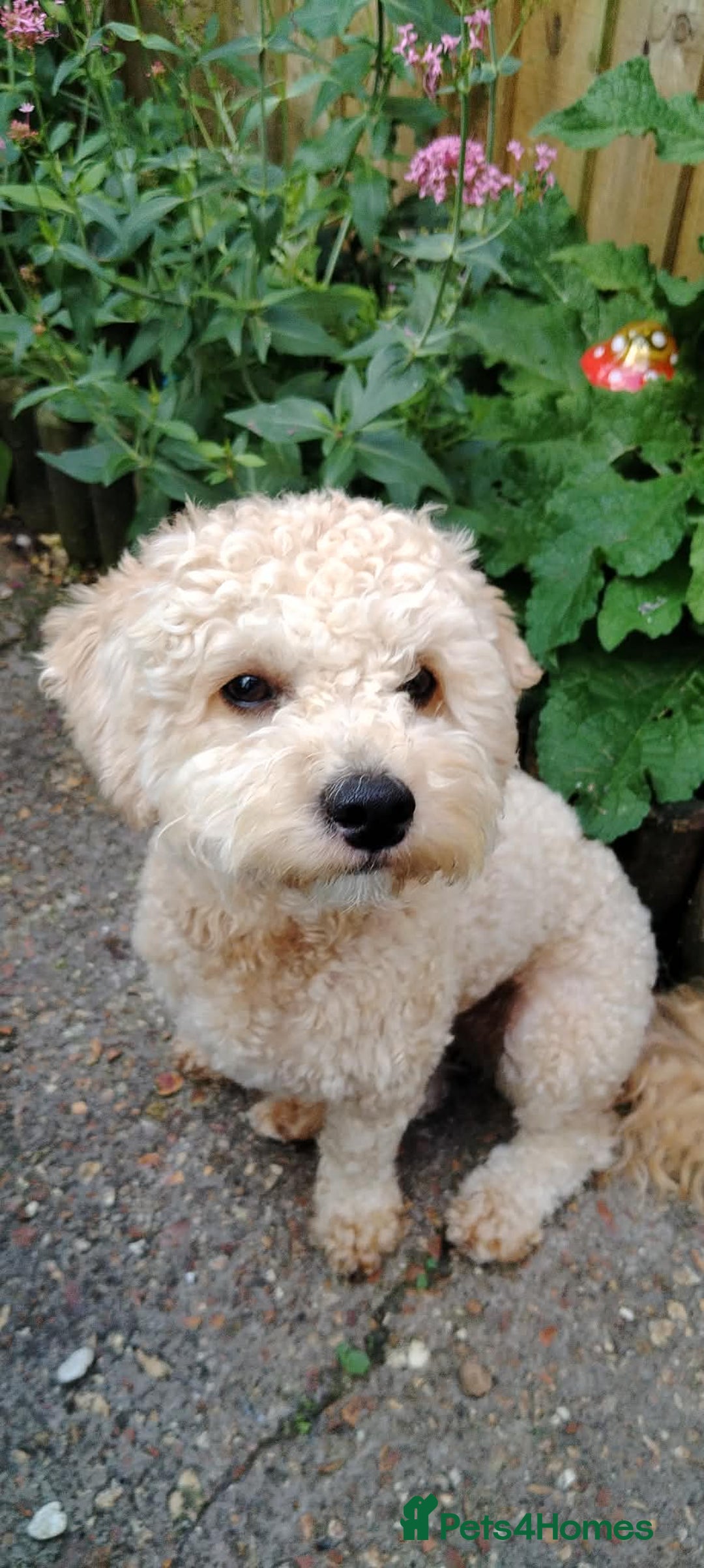 Mixed Breed dogs for sale: Adorable Maltipoo/Cockapoo Puppies - Advert 1