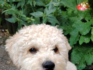 Mixed Breed dogs Adorable Maltipoo/Cockapoo Puppies - Advert 1