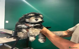 Maltipoo dogs for sale: 💙 LAST MALTIPOO BOY-READY TO LEAVE  💙 in Lincoln - Image 4