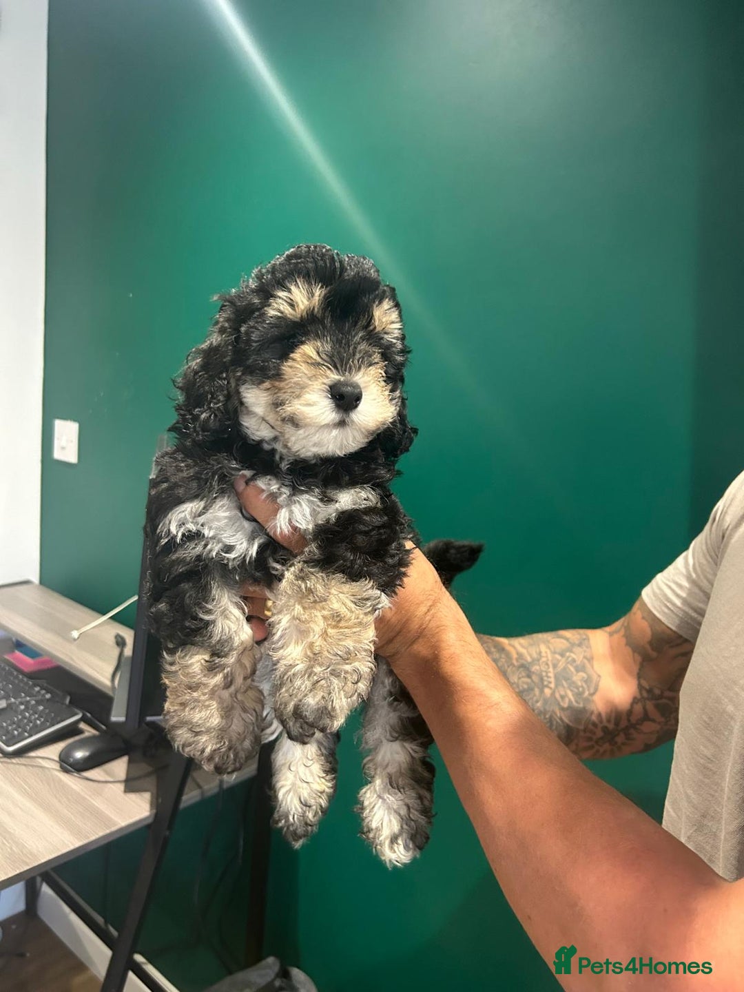 Maltipoo dogs for sale: 💙 LAST MALTIPOO BOY-READY TO LEAVE  💙 in Lincoln - Image 4