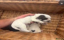 Cocker Spaniel dogs for sale: Cocker spaniel puppies  - Image 14