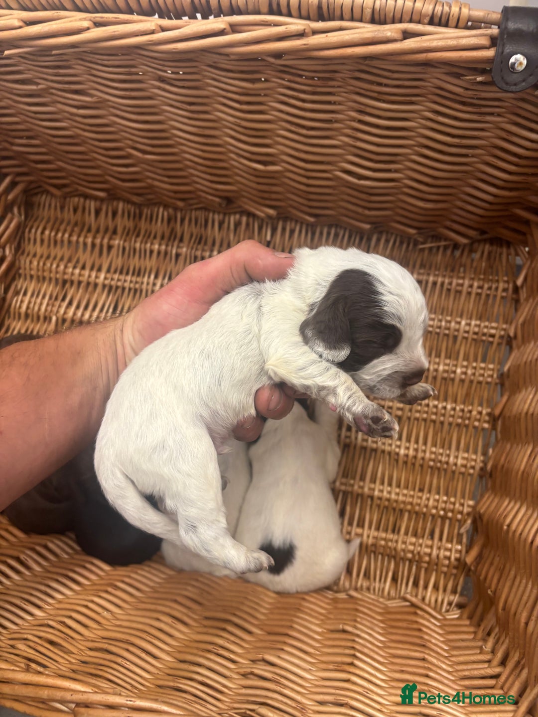 Cocker Spaniel dogs for sale: Cocker spaniel puppies  - Image 14